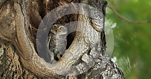 Spotted owlet (Athene brama) in a hole of tree, Thailand.