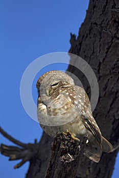 Spotted Owlet, Athene brama, Keoladeo Ghana National Park, Bharatpur, Rajasthan, India