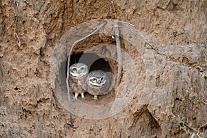 Spotted owlet Athene brama mating pair at jhalana forest jaipur