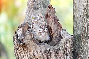 Spotted owlet Athene brama nest in tree hollow