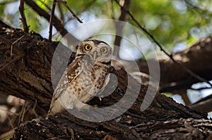 Spotted owlet or Athene brama observed in Sasan Gir in Gujarat, India