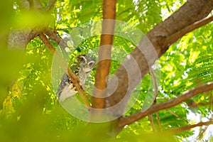 Spotted Owlet Athene brama perching on a branch.