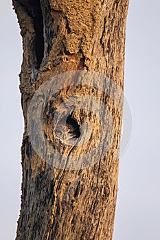 Spotted owlet Athene brama sitting in a hollow of a tree in Ke