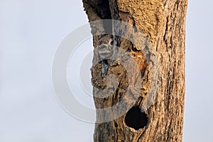 Spotted owlet Athene brama sitting in a hollow of a tree in Ke