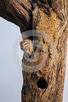 Spotted owlet Athene brama sitting in a hollow of a tree in Ke