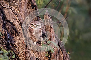 Spotted owlet Athene brama sitting on a tree in Keoladeo Ghana