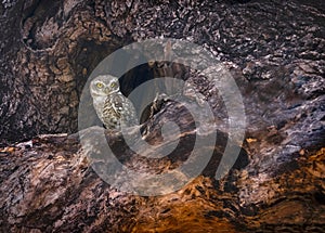 Spotted owlet, Athene brama, Tadoba, Maharashtra, India