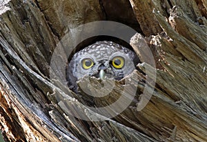 Spotted owlet Athene brama in tree hollow