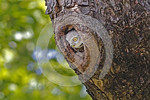 Punteggiato gufo un albero vuoto 