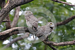 Spotted owlet Athene brama Two Cute Birds of Thailand