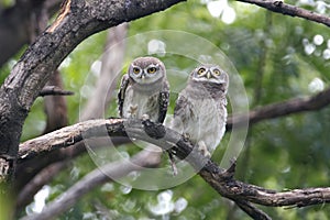 Spotted owlet Athene brama Two Cute Birds of Thailand