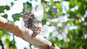 Spotted owlet beautiful