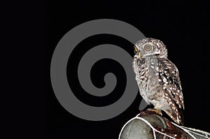 Spotted owlet bird photo
