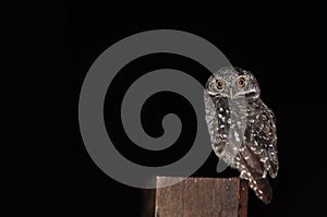 Spotted owlet bird