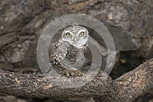 Spotted owlet closeup shot, Athene brama