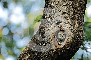 Spotted Owlet