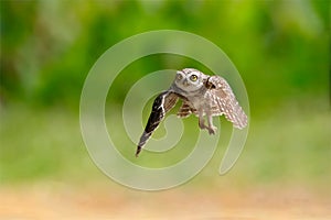 Spotted owlet hovering in their prey.