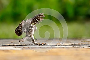 Spotted owlet hovering in their prey.