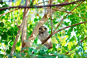 Spotted Owlet, Kanha Tiger Reserve, Madhya Pradesh