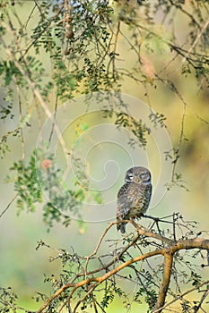 Spotted owlet at nalsarovar outskirts