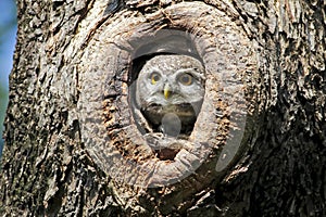 Spotted owlet nest in tree hollow