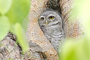 Spotted owlet nest in tree hollow