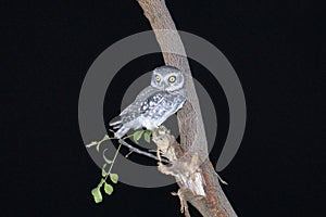 Spotted owlet at night, Athene brama,Satara, Maharashtra