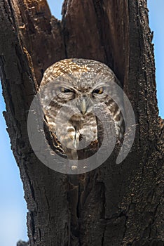 Spotted owlet peeping from tree bark