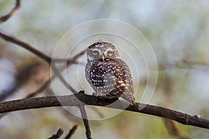Spotted owlet perched