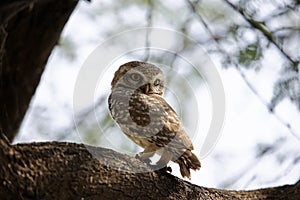 Spotted owlet perched on the branch of a tree