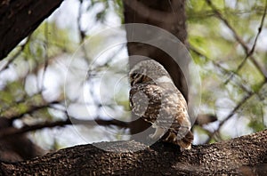 Spotted owlet perched on the branch of a tree