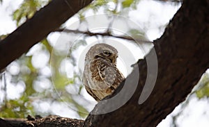 Spotted owlet perched on the branch of a tree