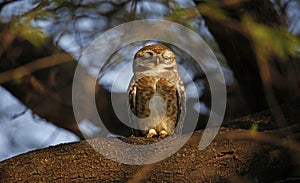 Spotted owlet perched on the branch of a tree