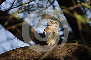 Spotted owlet perched on the branch of a tree