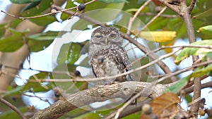 Spotted owlet perched on tree branch