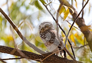 The Spotted Owlet Perching on tree