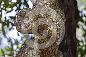 A spotted owlet perching on a tree hole