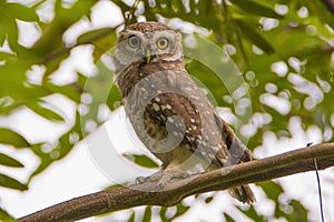 spotted owlet sitting on a branch