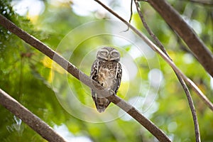Spotted owlet