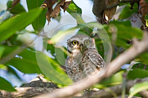 Spotted Owlet a small owl