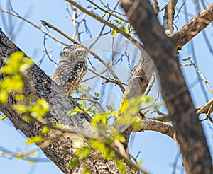 A spotted Owlet in a tree