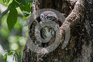 Spotted owlet in a tree