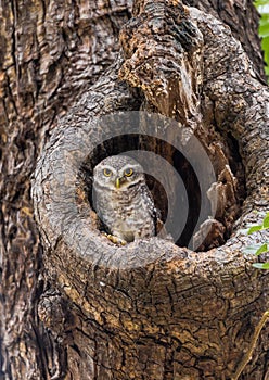 Spotted Owlet On A Tree Hole In Temple.