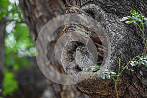 Spotted Owlet On A Tree Hole In Temple.