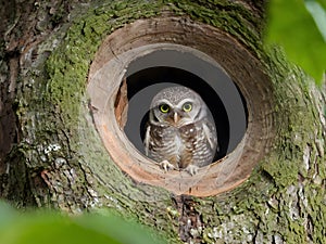 Spotted owlet in a tree hollow in Bangkok, Thailand