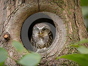 Spotted owlet in a tree hollow in Bangkok, Thailand