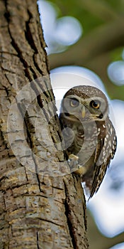 Spotted owlet in a tree hollow in Bangkok, Thailand