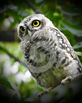 Spotted Owlet owl