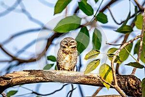 Spotted owletAthene brama