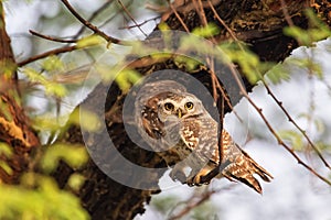 Spotted owlets Athene brama sitting on a tree in Keoladeo Ghan